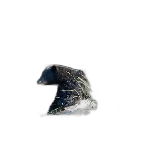 animal, creature, hair, dragon transparent PNG cut-out