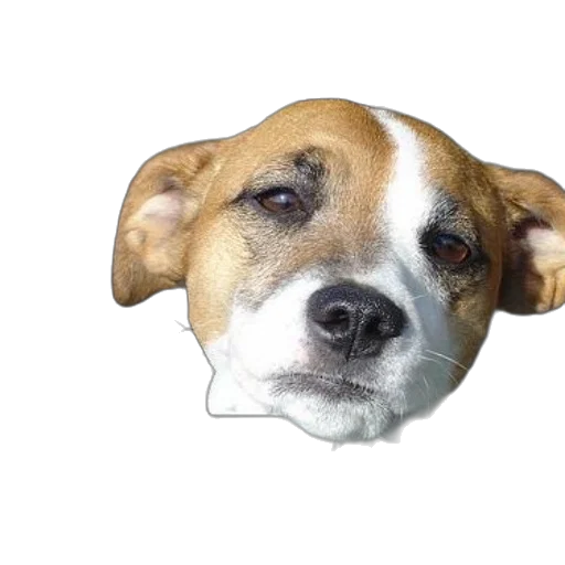 animal, face, creature, hat transparent PNG cut-out