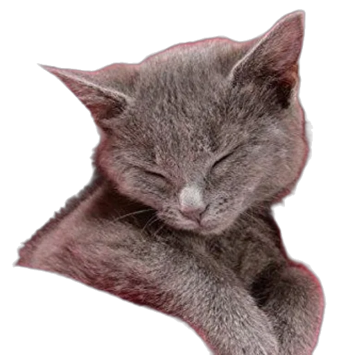 animal, staff, creature, face transparent PNG cut-out