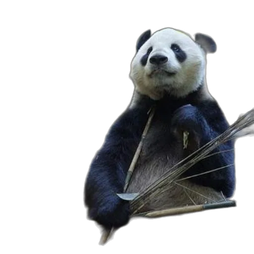animal, umbrella, staff, creature transparent PNG cut-out