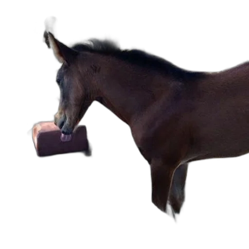 animal, hat, staff, food transparent PNG cut-out