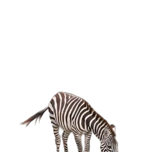 animal, creature, hat, staff transparent PNG cut-out