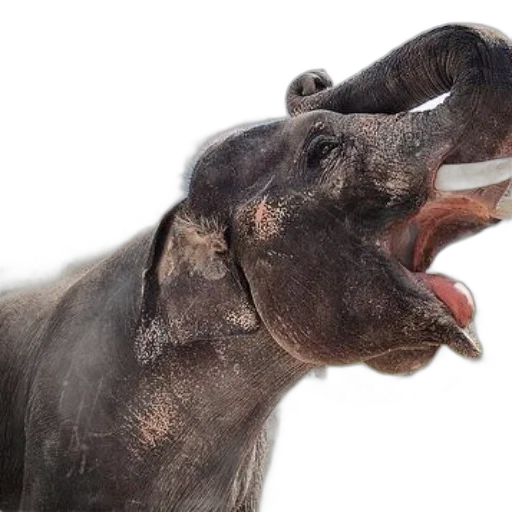 animal, creature, photorealistic, happy transparent PNG cut-out