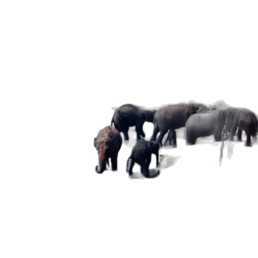 animal, creature, staff, 3d render transparent PNG cut-out