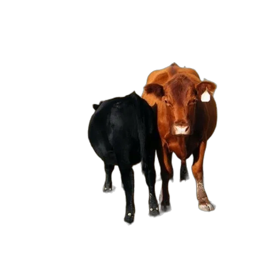 animal, food, jewelry, creature transparent PNG cut-out