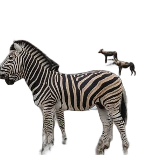 animal, creature, furniture, jewelry transparent PNG cut-out