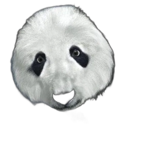 animal, face, creature, mask transparent PNG cut-out