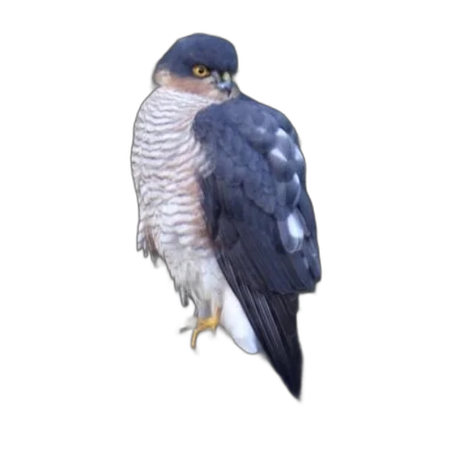 animal, jacket, creature, hat transparent PNG cut-out