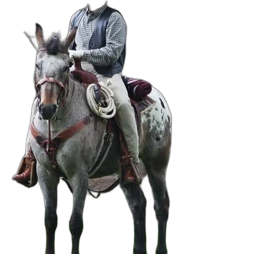 staff, sword, animal, jacket transparent PNG cut-out