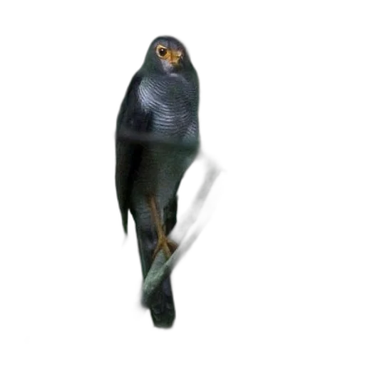 animal, creature, staff, robot transparent PNG cut-out