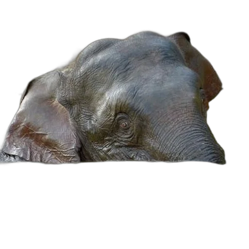 animal, face, hat, creature transparent PNG cut-out