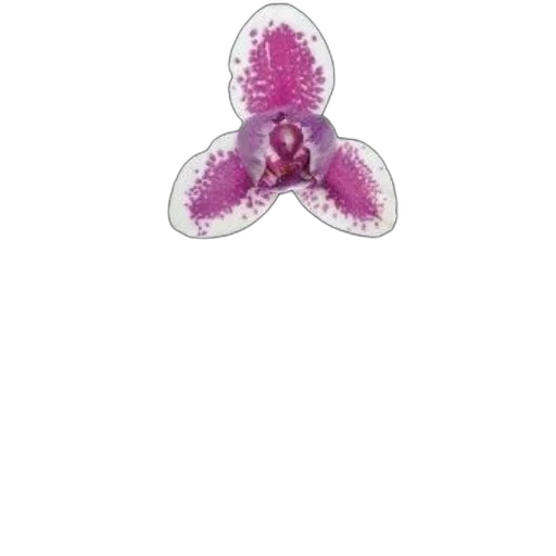 jewelry, flower, crown, animal transparent PNG cut-out