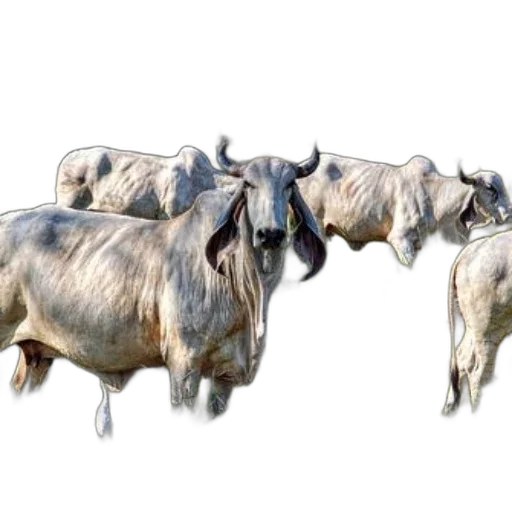 animal, photorealistic, concept art, 3d render transparent PNG cut-out