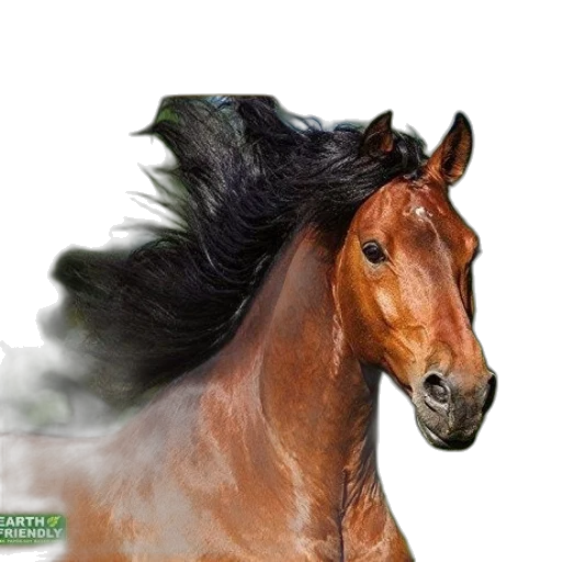 hair, animal, hat, creature transparent PNG cut-out