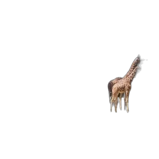 animal, creature, hair, hat transparent PNG cut-out