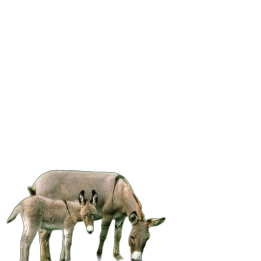 animal, creature, furniture, weapon transparent PNG cut-out