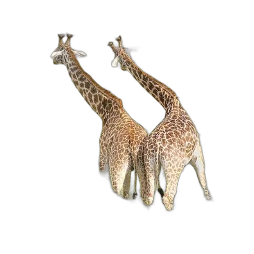 animal, jewelry, creature, shoes transparent PNG cut-out