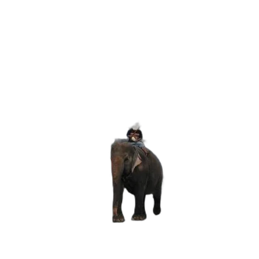 animal, creature, hat, staff transparent PNG cut-out