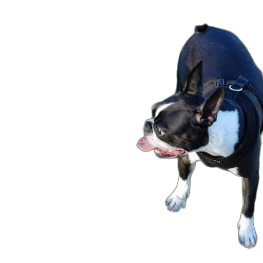 animal, creature, staff, jacket transparent PNG cut-out