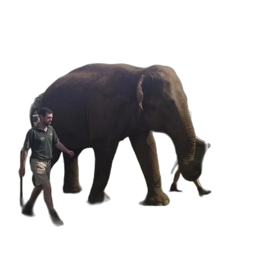 animal, creature, staff, weapon transparent PNG cut-out