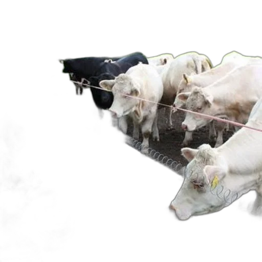 animal, staff, 3d render, concept art transparent PNG cut-out