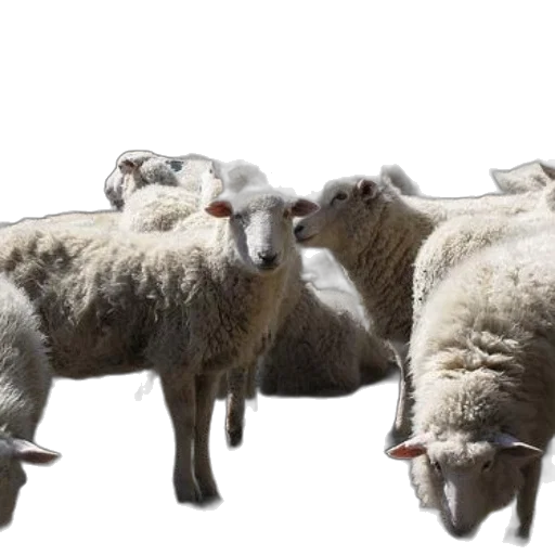 animal, herd, white, sheep transparent PNG cut-out