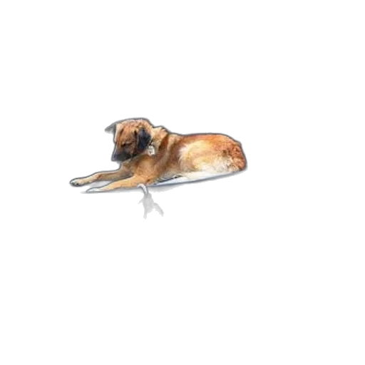 animal, creature, staff, shoes transparent PNG cut-out