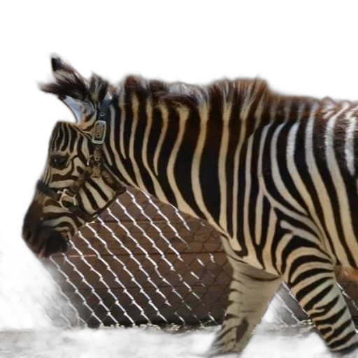 animal, creature, hat, food transparent PNG cut-out