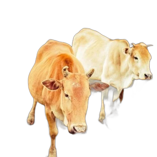 animal, food, concept art, photorealistic transparent PNG cut-out