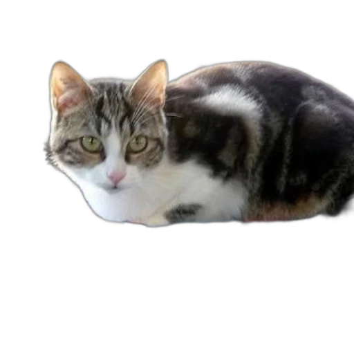 animal, creature, hat, staff transparent PNG cut-out