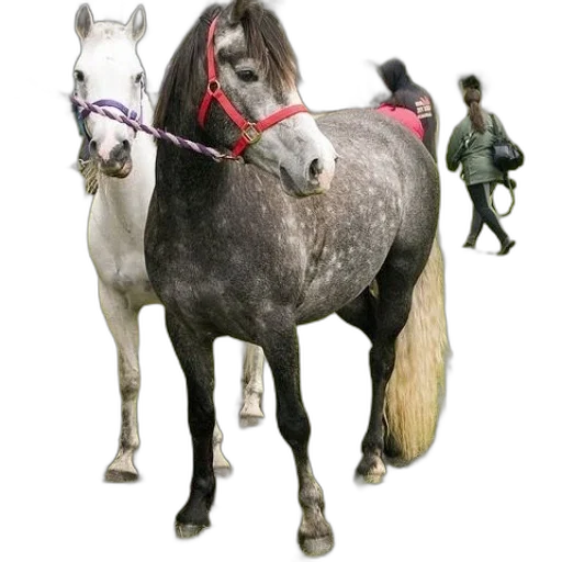 animal, staff, weapon, jewelry transparent PNG cut-out