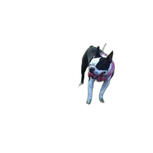 animal, creature, dragon, staff transparent PNG cut-out