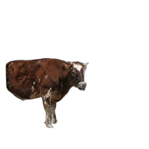 animal, creature, food, weapon transparent PNG cut-out
