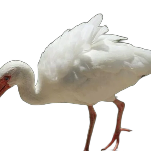 animal, creature, food, weapon transparent PNG cut-out