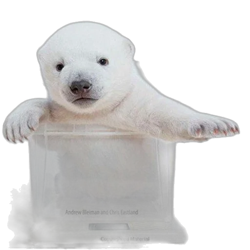 animal, creature, bottle, furniture transparent PNG cut-out