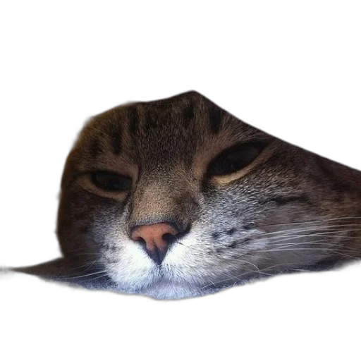 face, animal, hat, mask transparent PNG cut-out