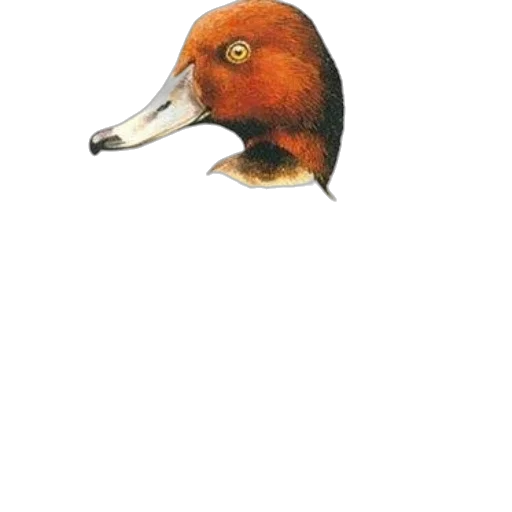 animal, mask, creature, staff transparent PNG cut-out