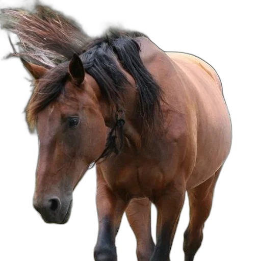 animal, hair, creature, hat transparent PNG cut-out