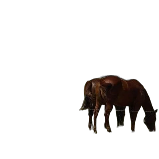 animal, creature, furniture, hair transparent PNG cut-out