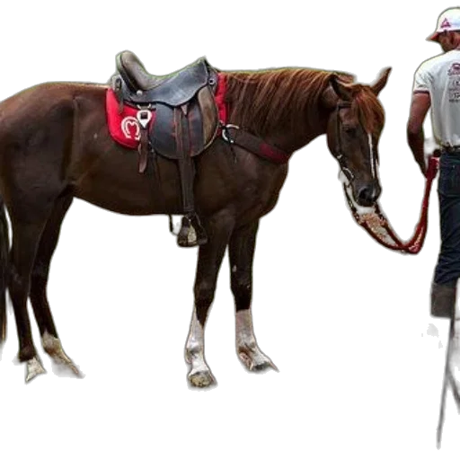 staff, animal, hat, concept art transparent PNG cut-out