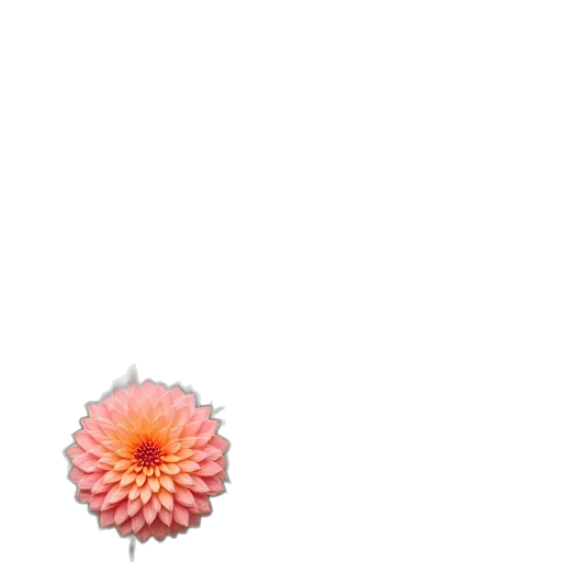 flower, crown, jewelry, hair transparent PNG cut-out