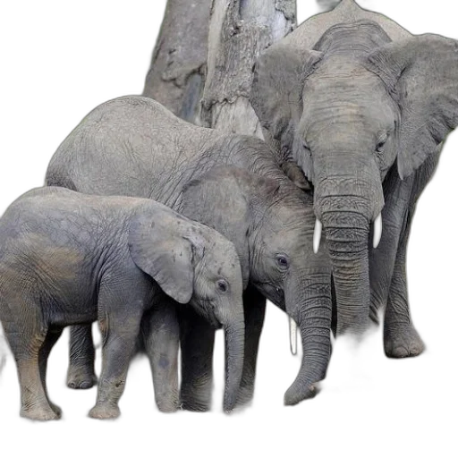 animal, furniture, creature, jewelry transparent PNG cut-out