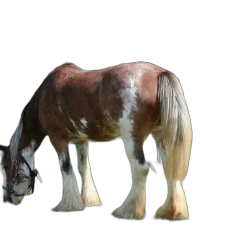 animal, creature, weapon, robot transparent PNG cut-out