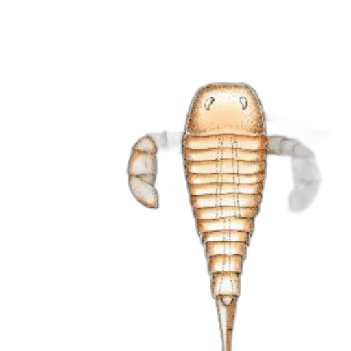 animal, creature, staff, jewelry transparent PNG cut-out