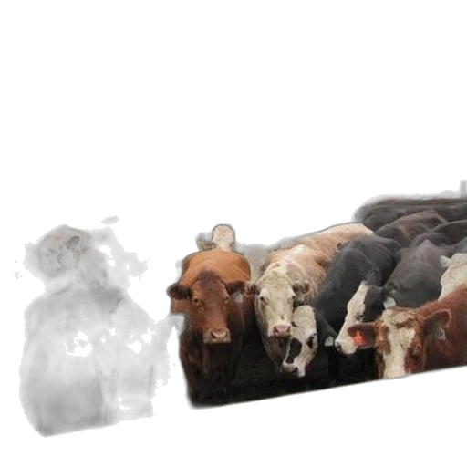 furniture, animal, food, concept art transparent PNG cut-out