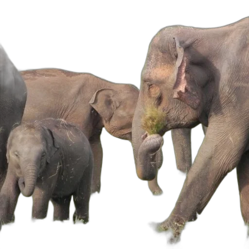 animal, 3d render, photorealistic, concept art transparent PNG cut-out