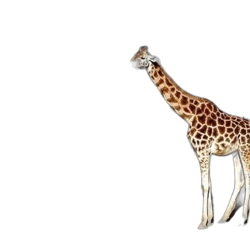 animal, creature, staff, concept art transparent PNG cut-out