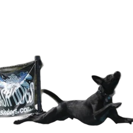 animal, dragon, creature, concept art transparent PNG cut-out