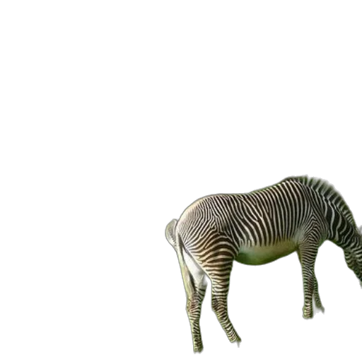 animal, creature, furniture, hair transparent PNG cut-out