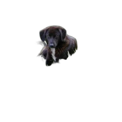 animal, creature, staff, hair transparent PNG cut-out